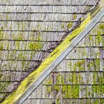 Algae on shingle system